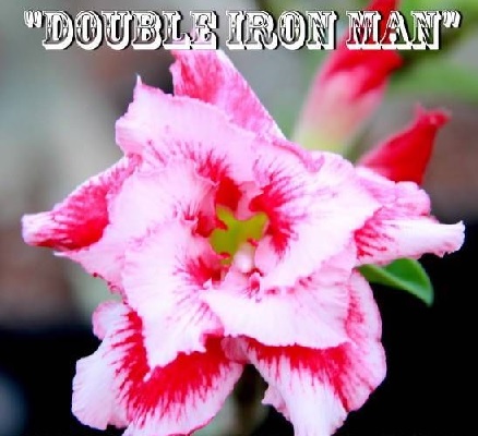 (image for) Adenium \'Double Iron Man\' 5 Seeds